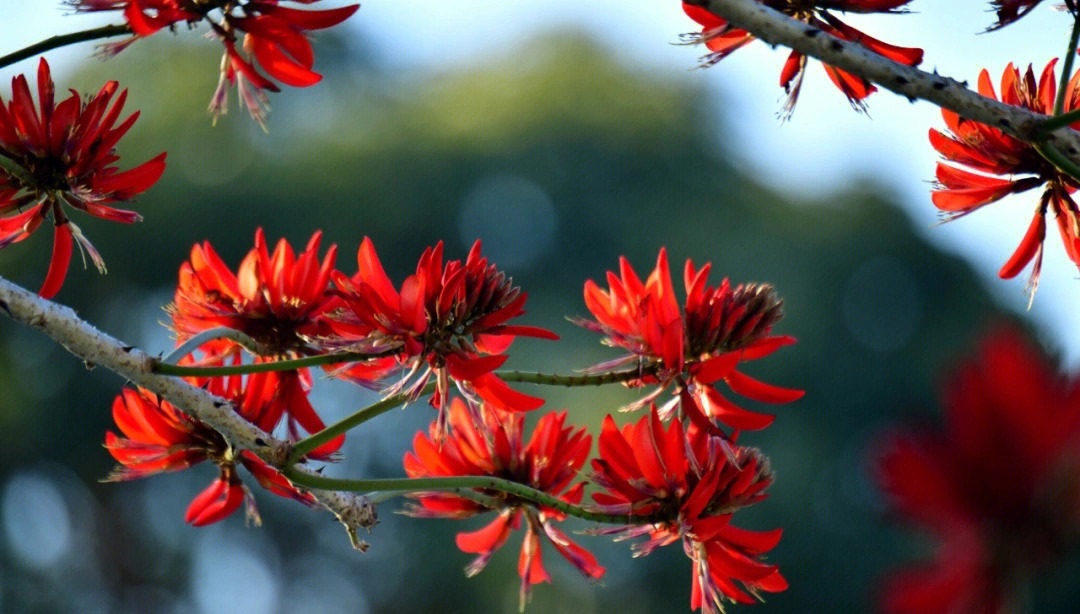 Erythrina variegata 콩과.jpg