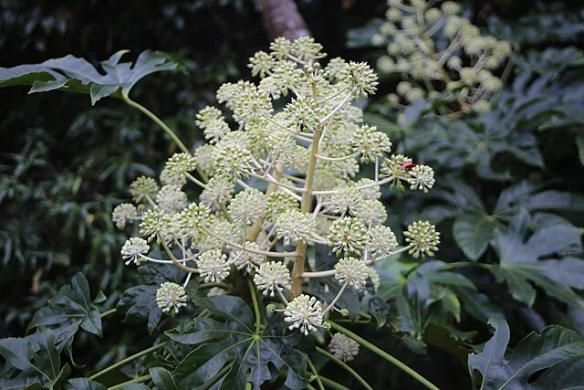 Fatsia japonica 팔손이.jpg