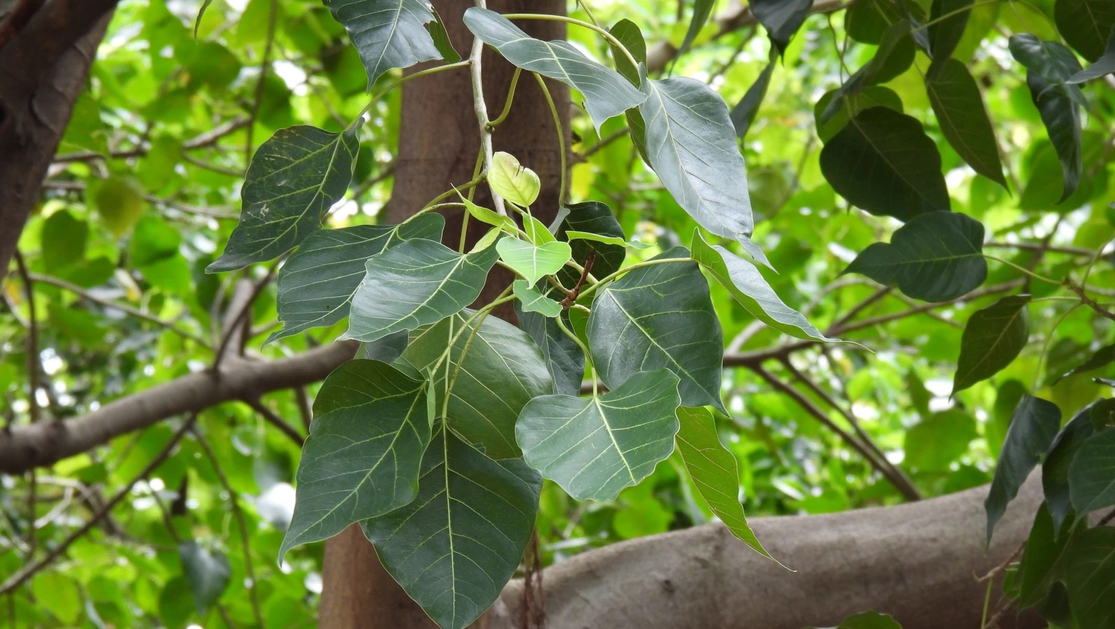 Ficus religiosa 보리수.jpg