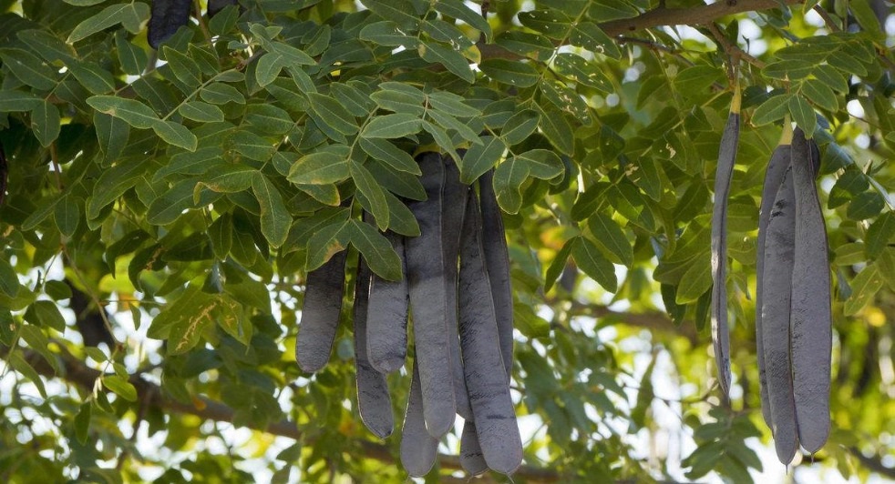 Gleditsia sinensis 조각자나무.jpg