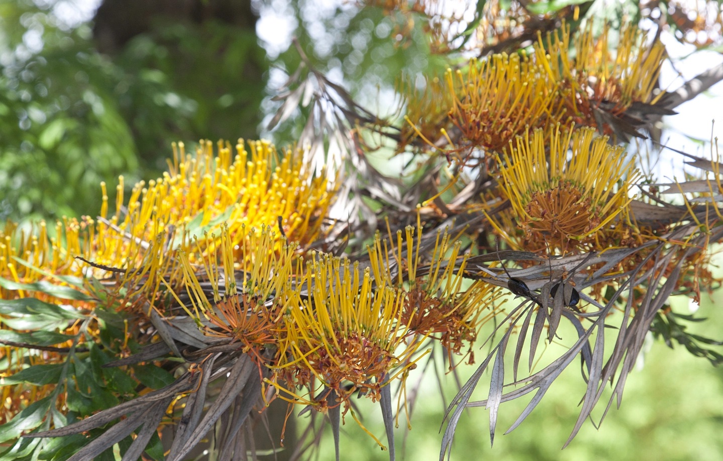 Grevillea robusta 우의목.jpg