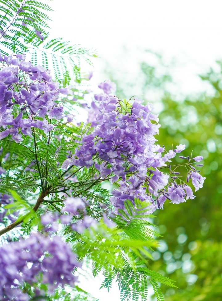 Jacaranda mimosifolia 자카란다.jpg