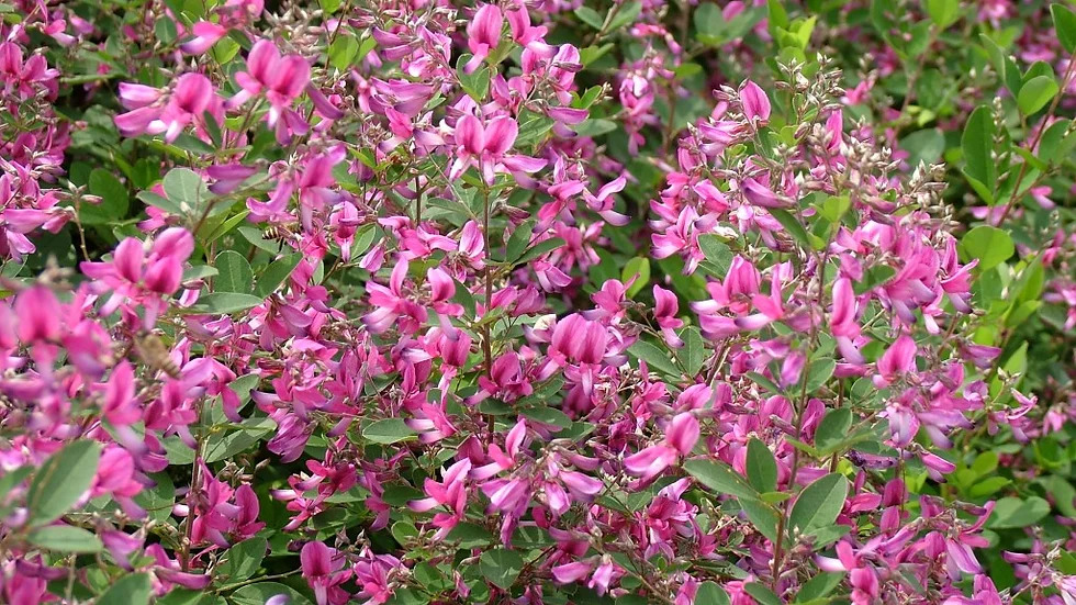 Lespedeza bicolor 싸리1.jpg