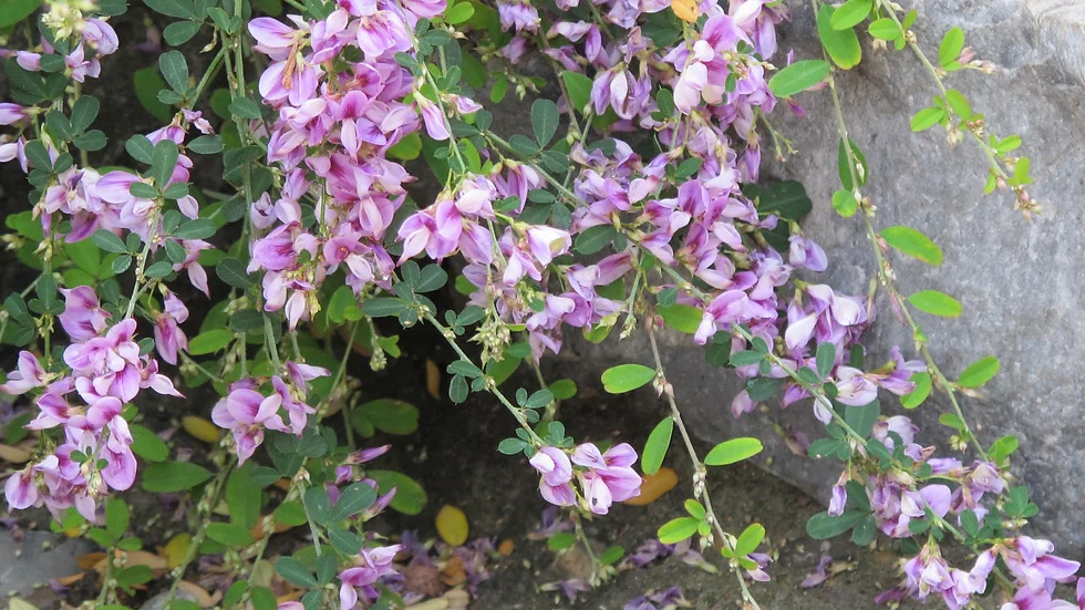 Lespedeza bicolor 싸리2.jpg