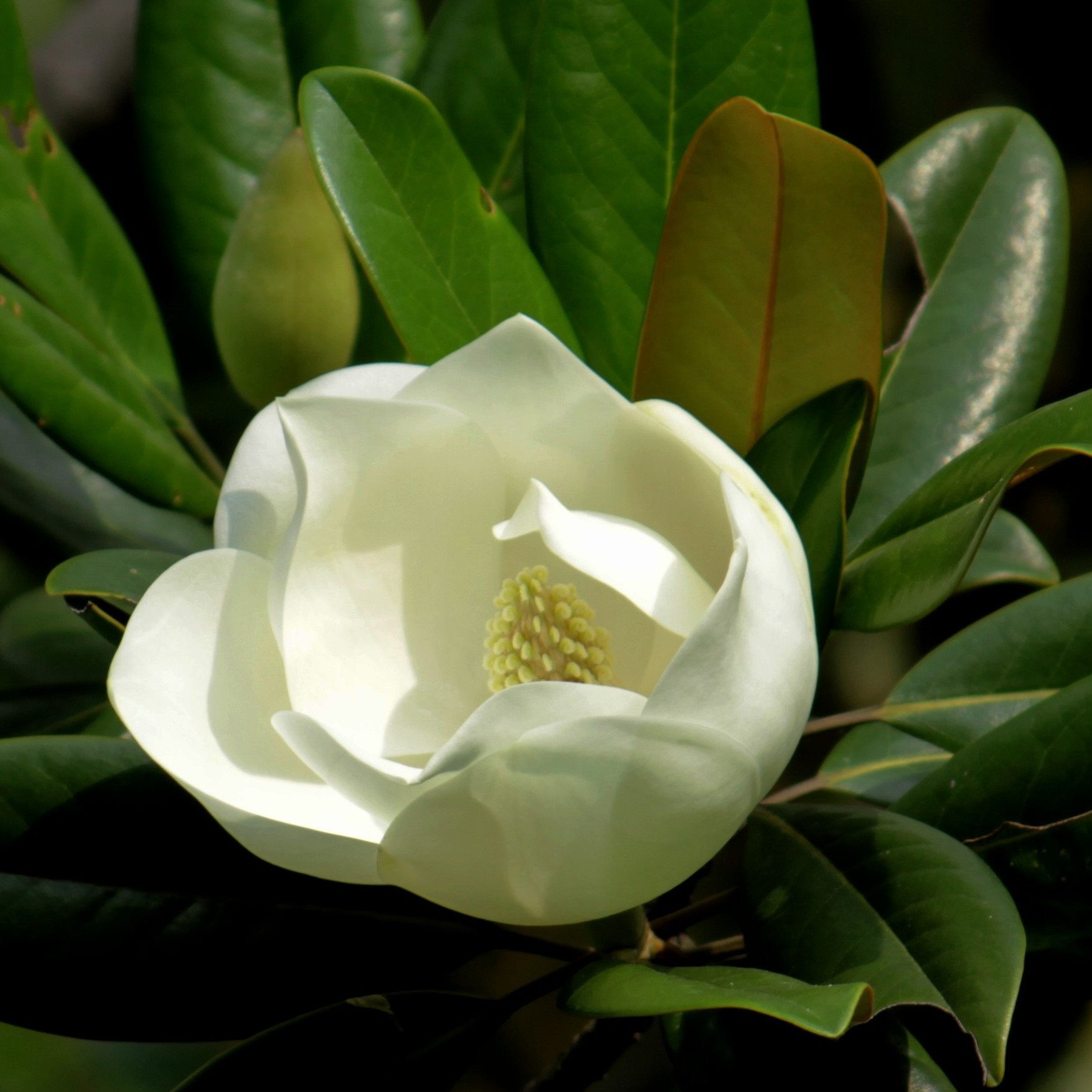 Magnolia delavayi 드라베목련.jpg