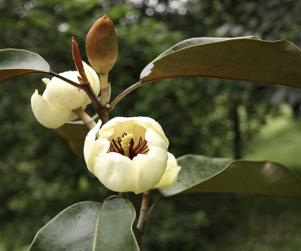 Michelia foveolata 목련과.jpg