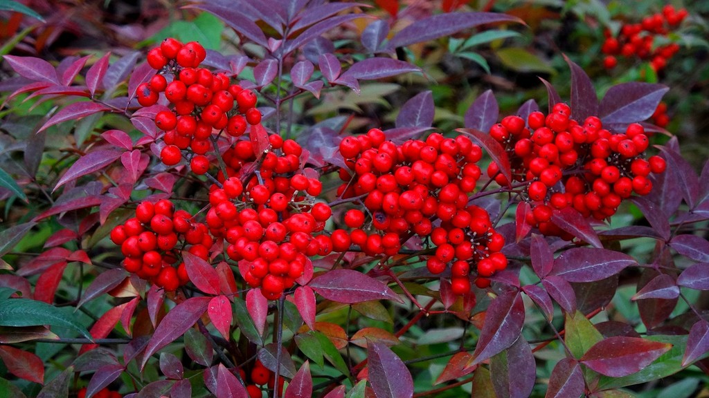 Nandina domestica 남천.jpg