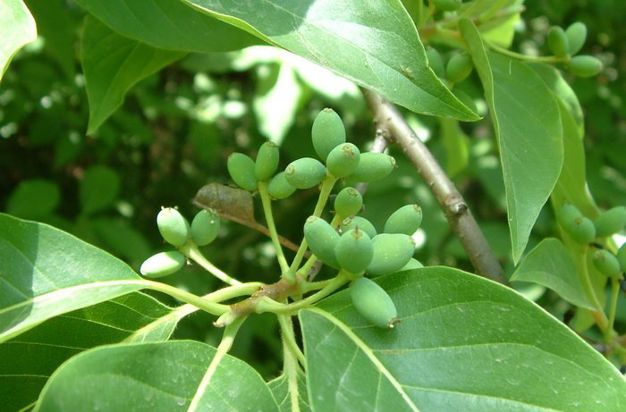 Nyssa sinensis 니사나무과.jpg