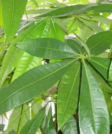 Pachira macrocarpa 파키라.jpg