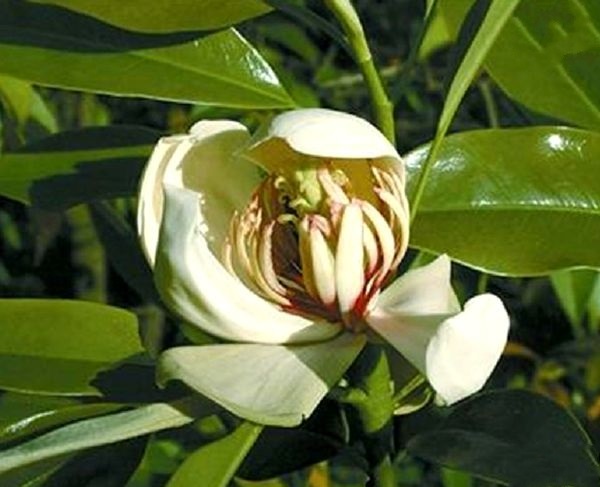 Parakmeria yunnanensis 목련과.jpg