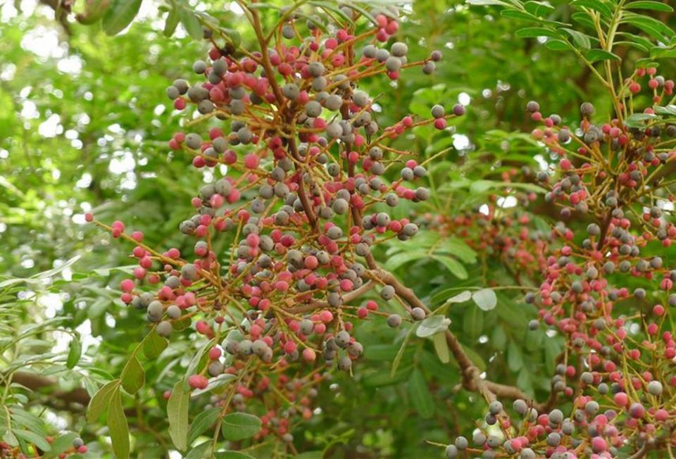 Pistacia weinmannifolia 옻나무과.jpg