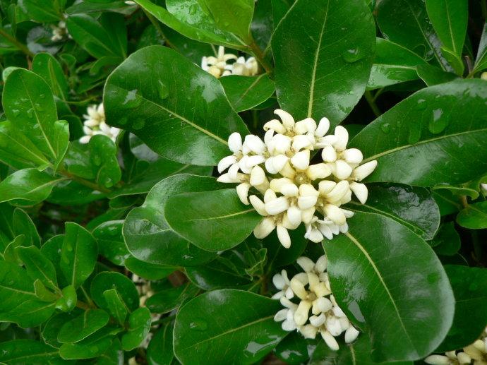 Pittosporum tobira 돈나무.jpg