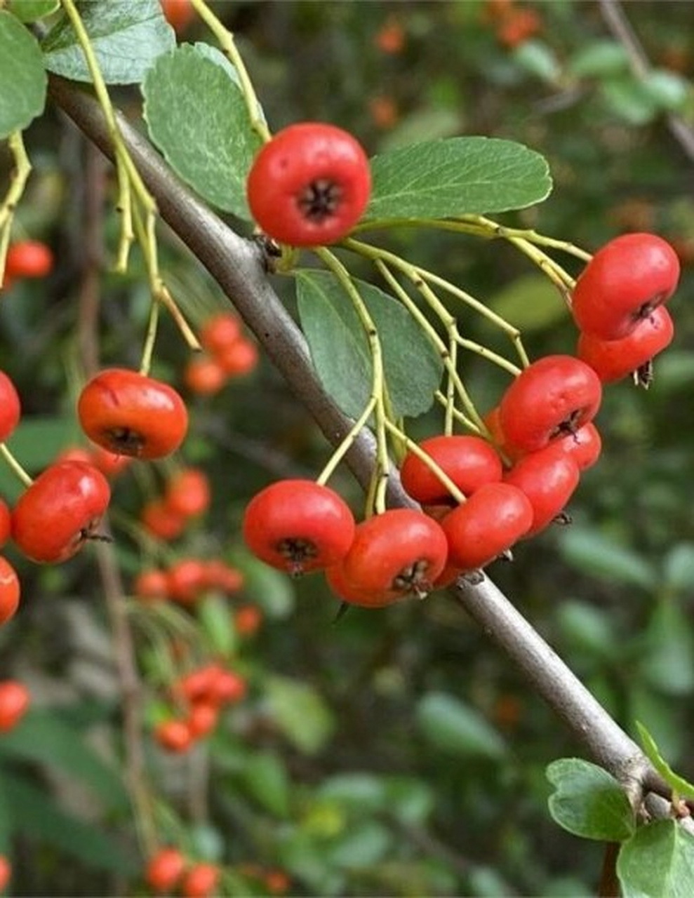 Pyracantha fortuneana 넓은잎피라칸타.jpeg