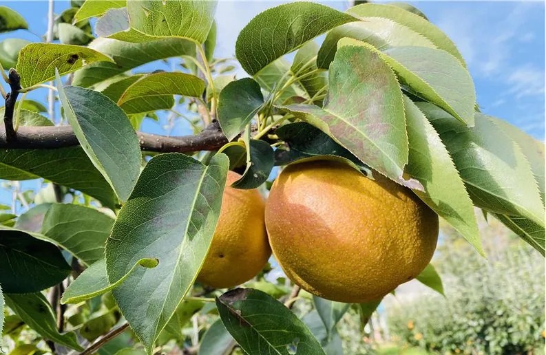 Pyrus xerophila 장미과.jpg