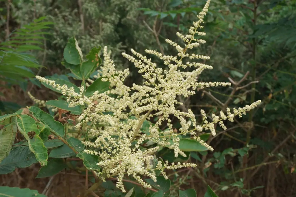 Rhus chinensis 붉나무.jpg