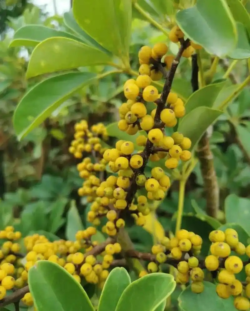 Schefflera octophylla 두릅나무과.jpg