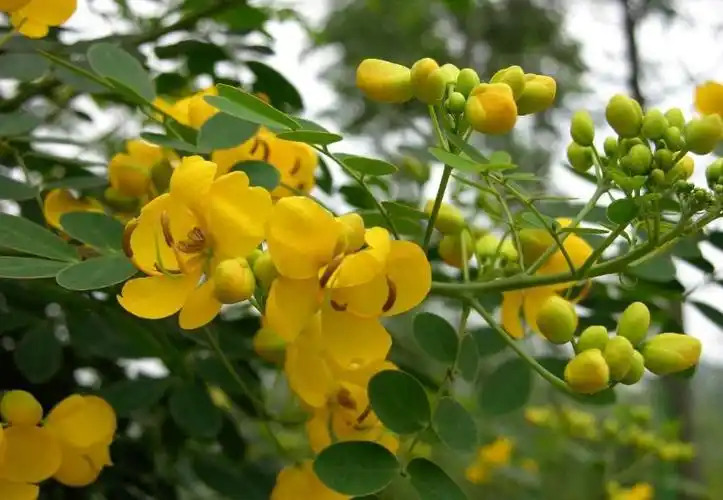 Sophora xanthantha 콩과.jpg