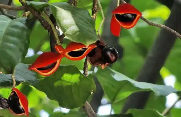 Sterculia nobilis 아욱과.jpg