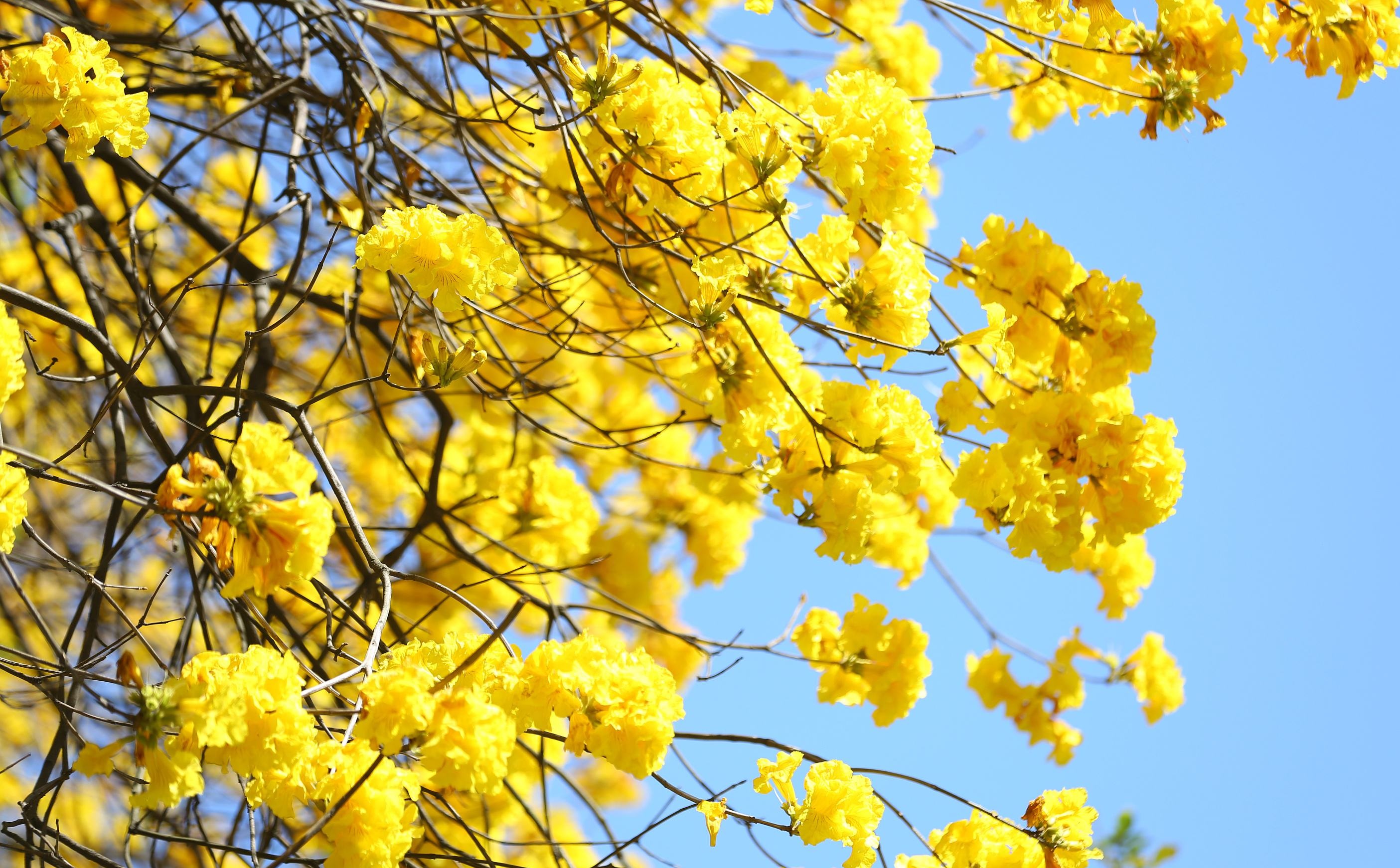 Tabebuia chrysantha 능소화과.jpg