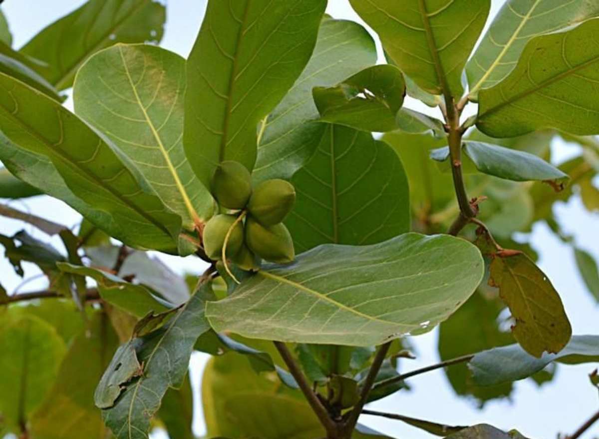 Terminalia catappa 인도아몬드.jpg