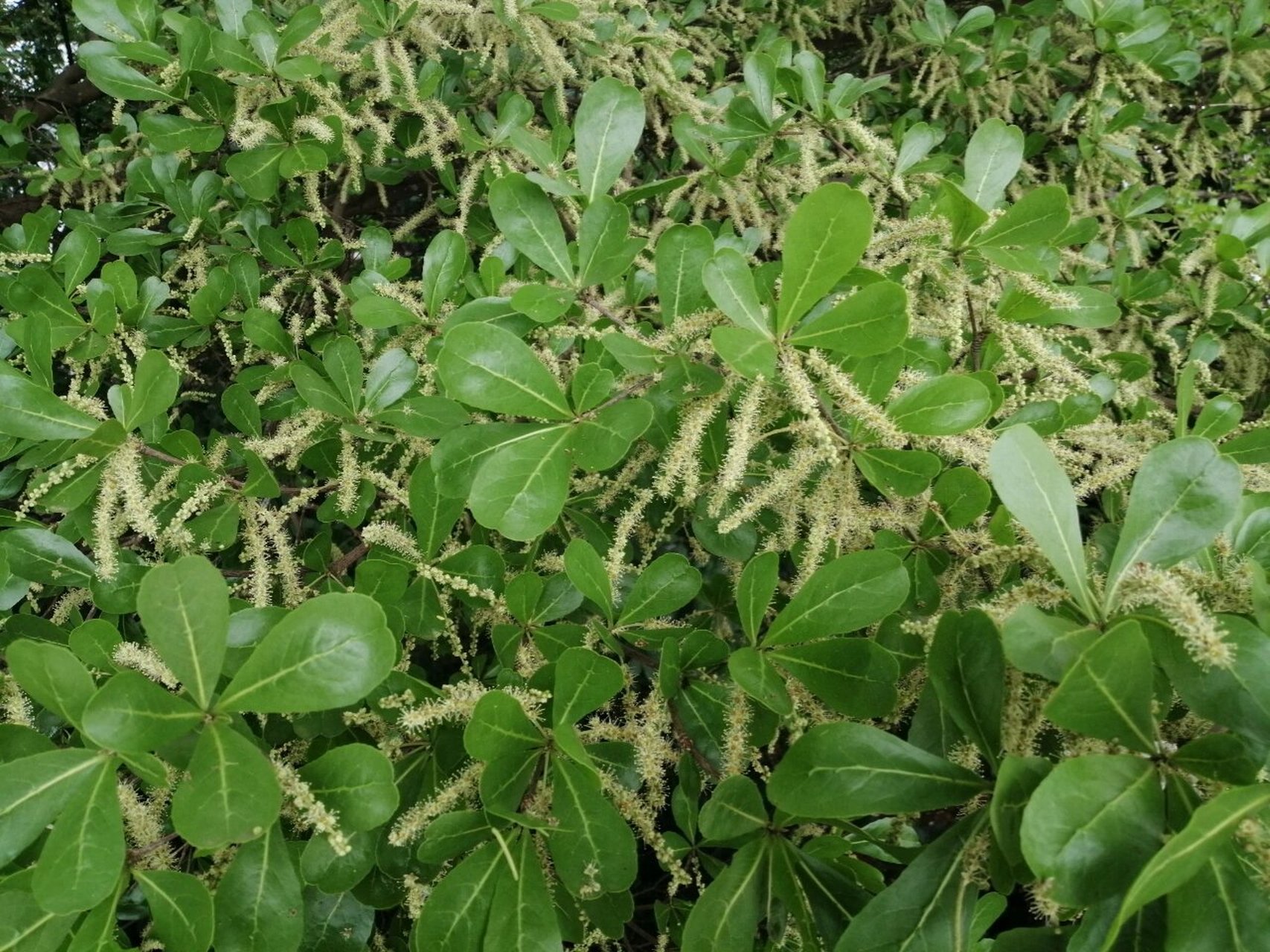 Terminalia mantaly 사군자과.jpg