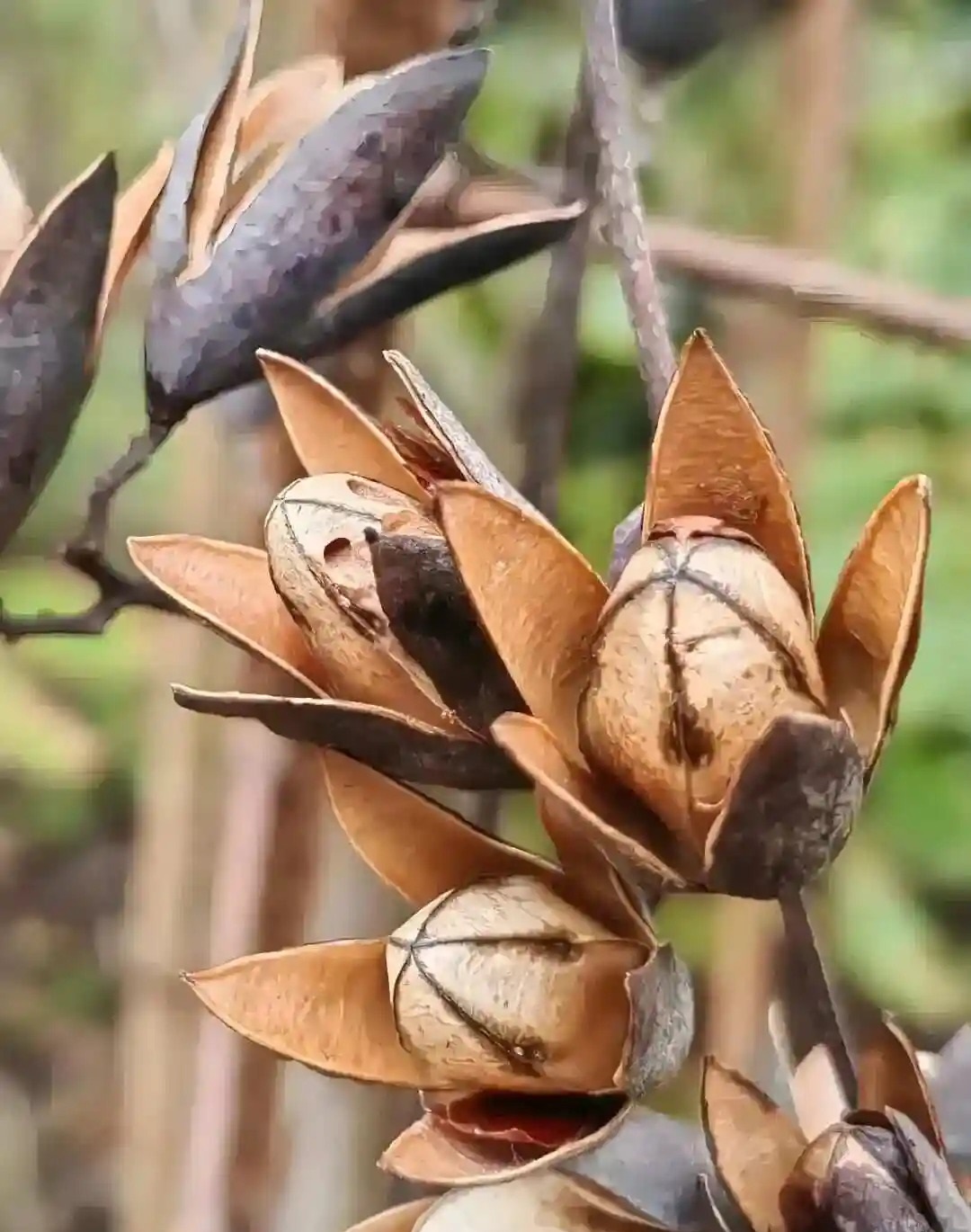 Toona sinensis 참죽나무.jpg