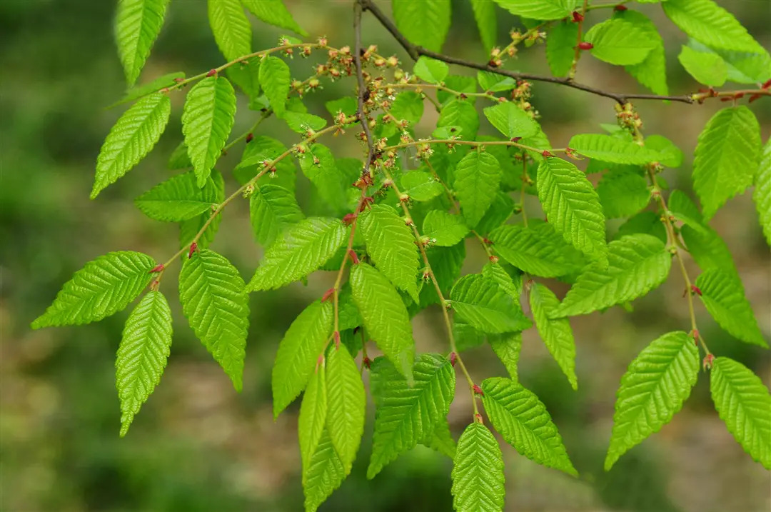 Zelkova serrata 느티나무.jpg