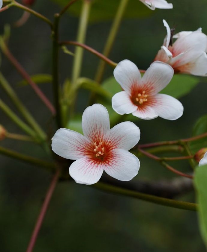 Vernicia fordii 유동나무.jpg