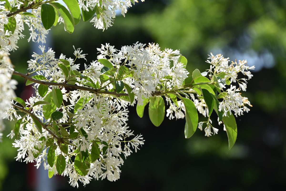 Chionanthus retusus 이팝나무.jpg