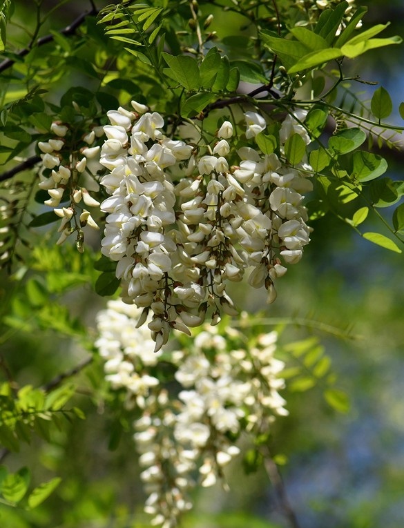 Robinia pseudoacacia 아까시나무.jpg