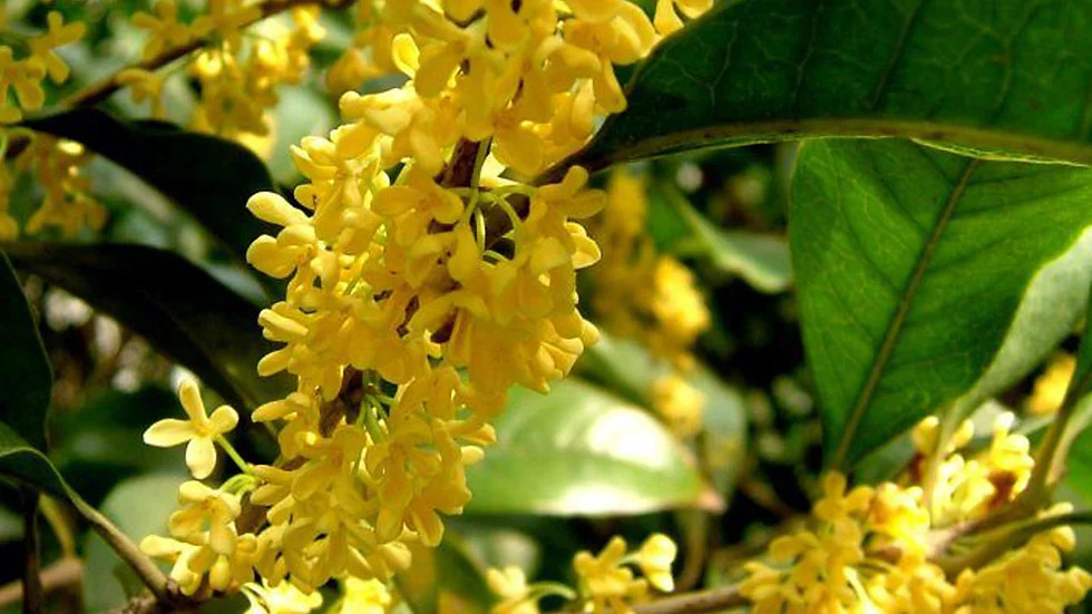 Osmanthus fragrans var.semperflorens 사계계.jpg